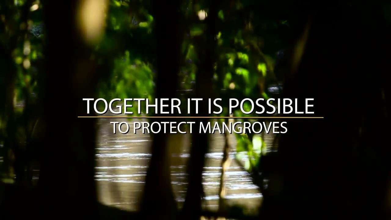 World Mangrove Day