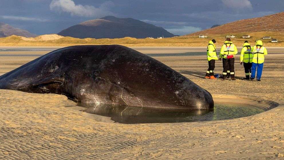 sperm whale found dead