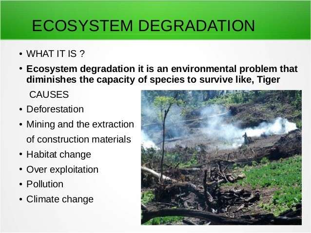 Ecosystem Degradation