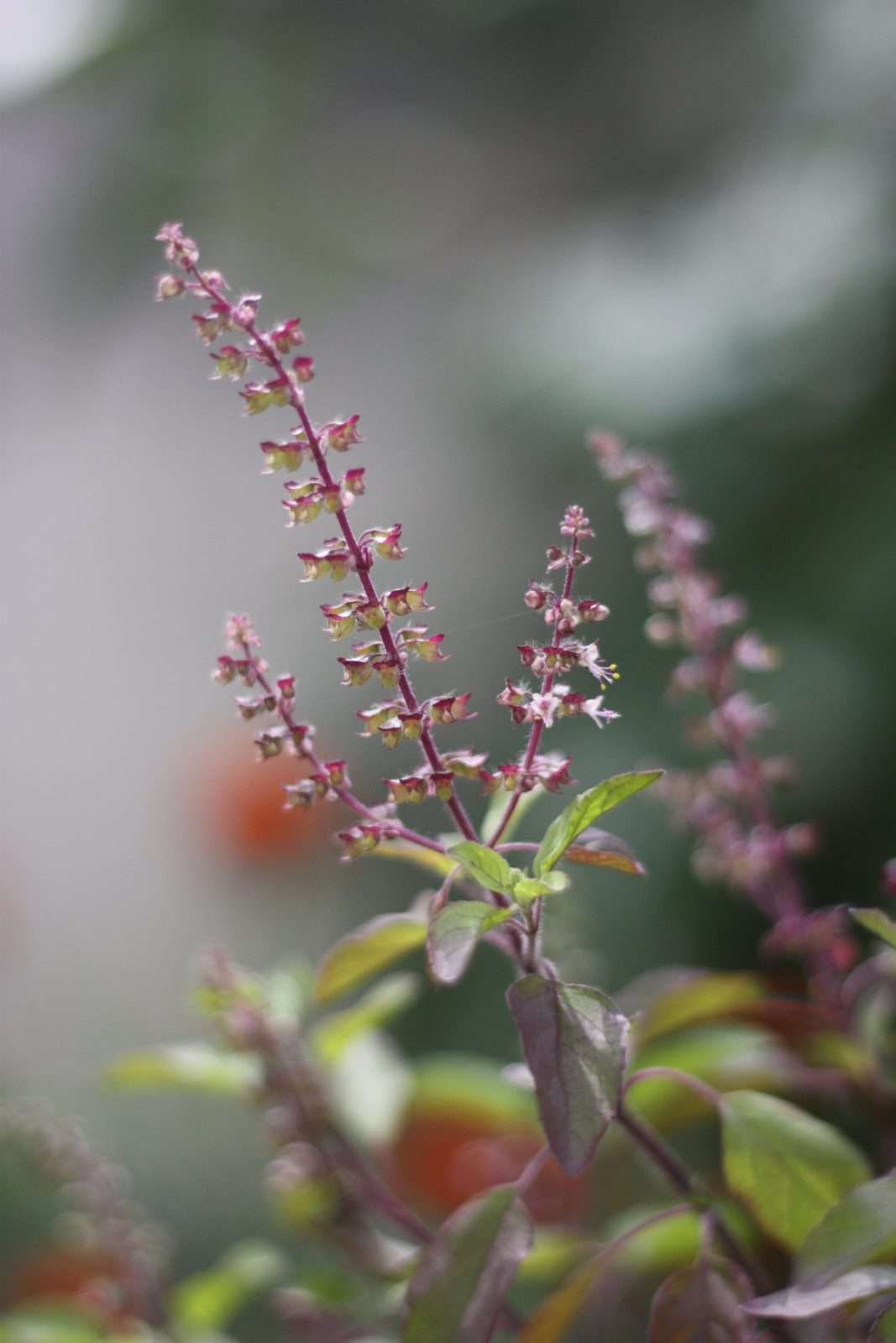 Tulsi in Indian households