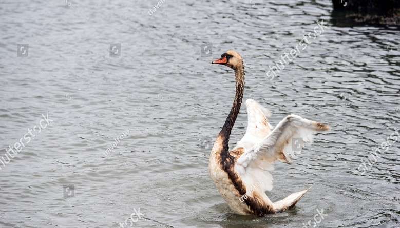 Effects of oil spill